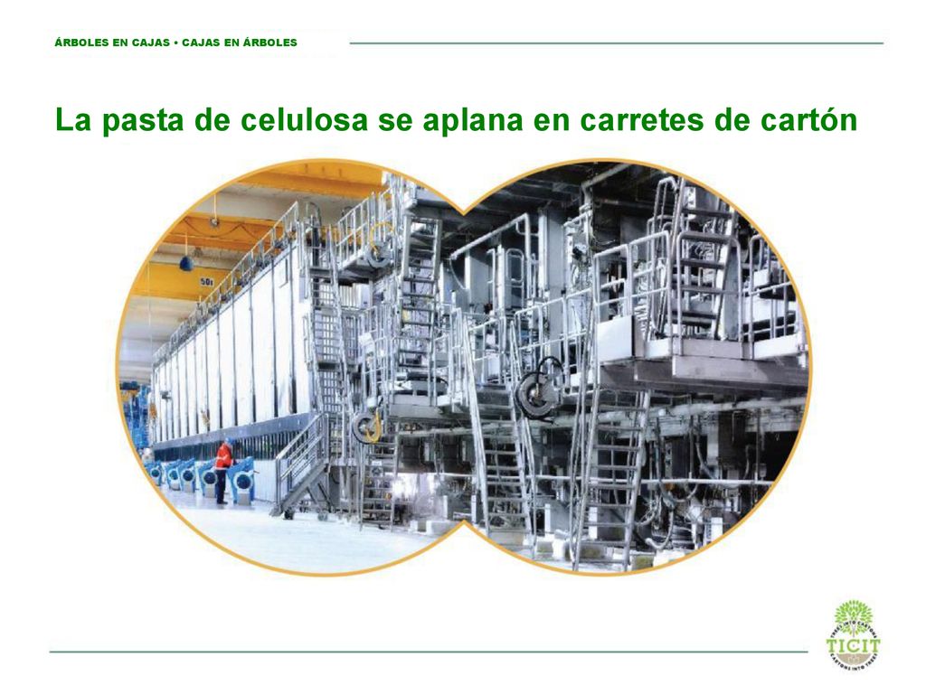La pasta de celulosa se aplana en carretes de cartón