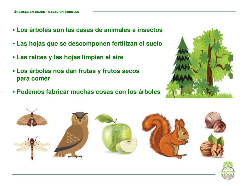 • Los árboles son las casas de animales e insectos