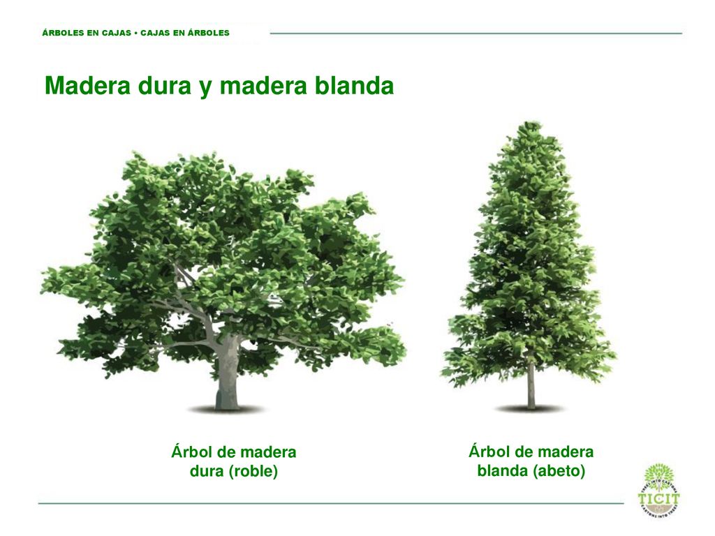 Árbol de madera dura (roble) Árbol de madera blanda (abeto)