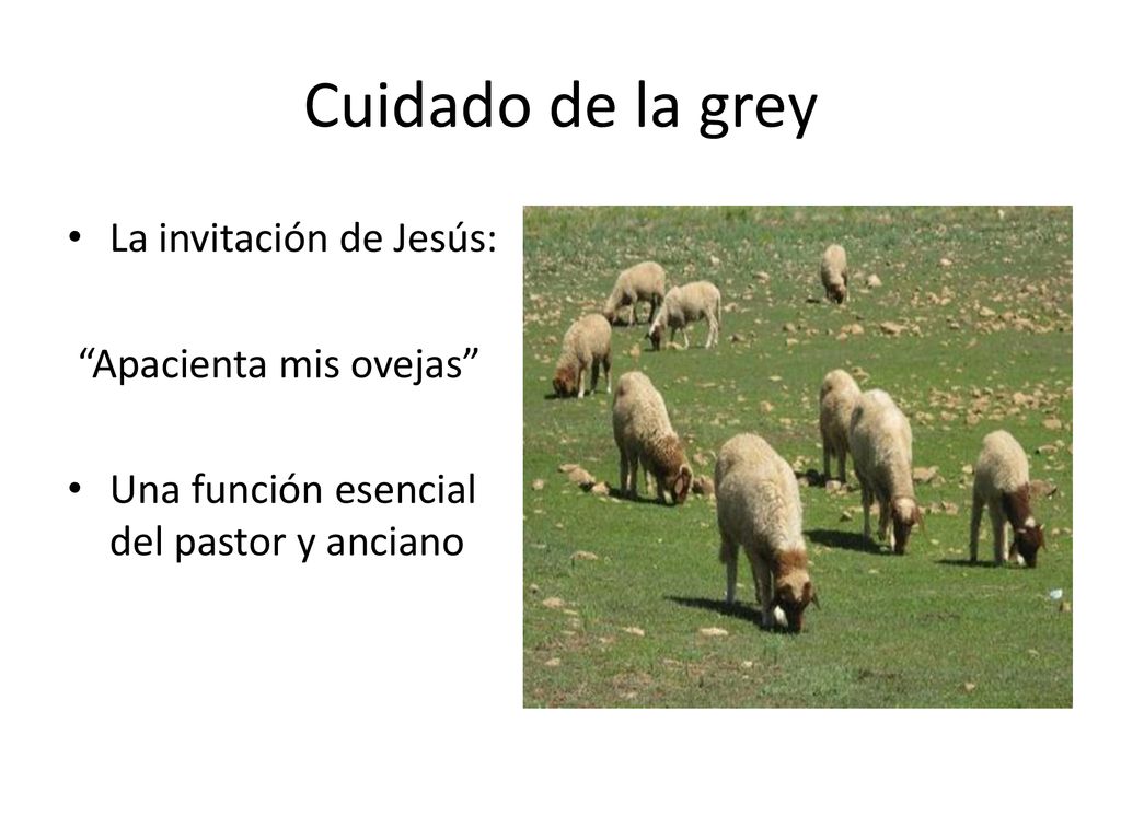 Cuidado de la grey La invitación de Jesús: Apacienta mis ovejas