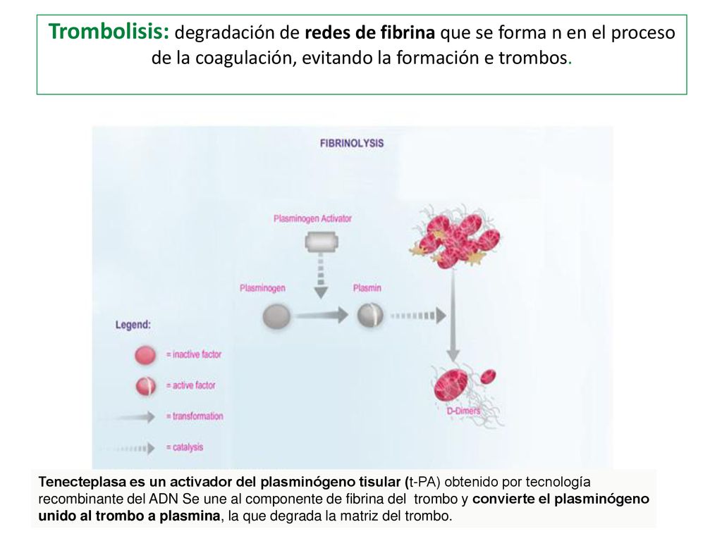 Trombolisis: degradación de redes de fibrina que se forma n en el proceso de la coagulación, evitando la formación e trombos.