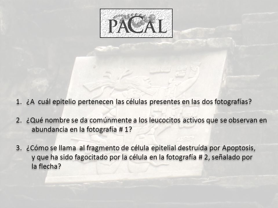 ¿A cuál epitelio pertenecen las células presentes en las dos fotografías