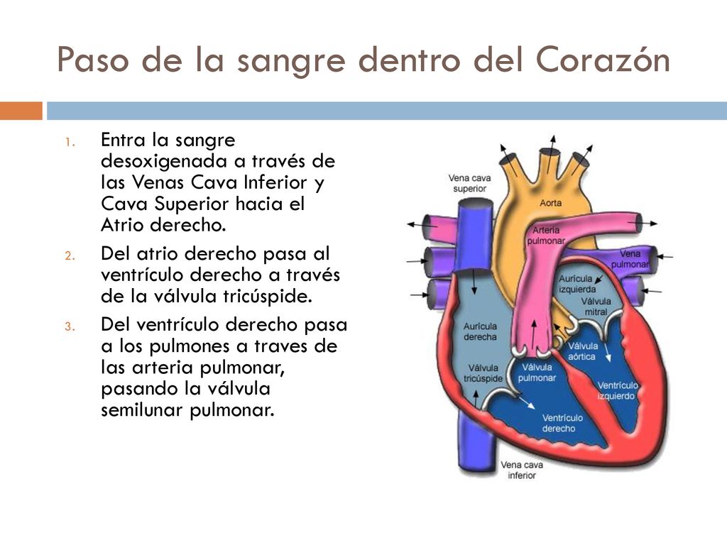 Paso de la sangre dentro del Corazón