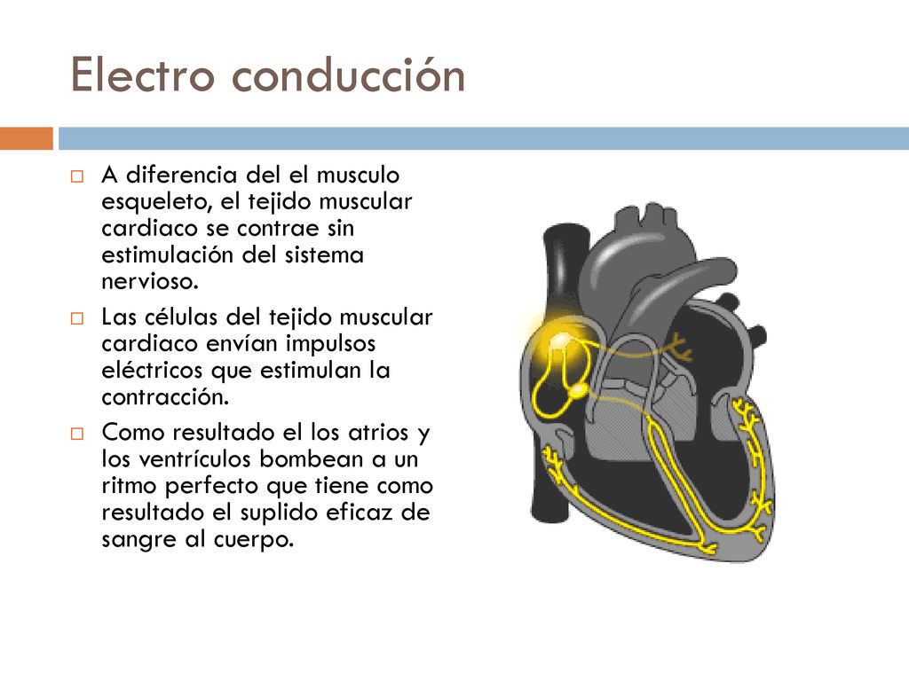 Electro conducción A diferencia del el musculo esqueleto, el tejido muscular cardiaco se contrae sin estimulación del sistema nervioso.