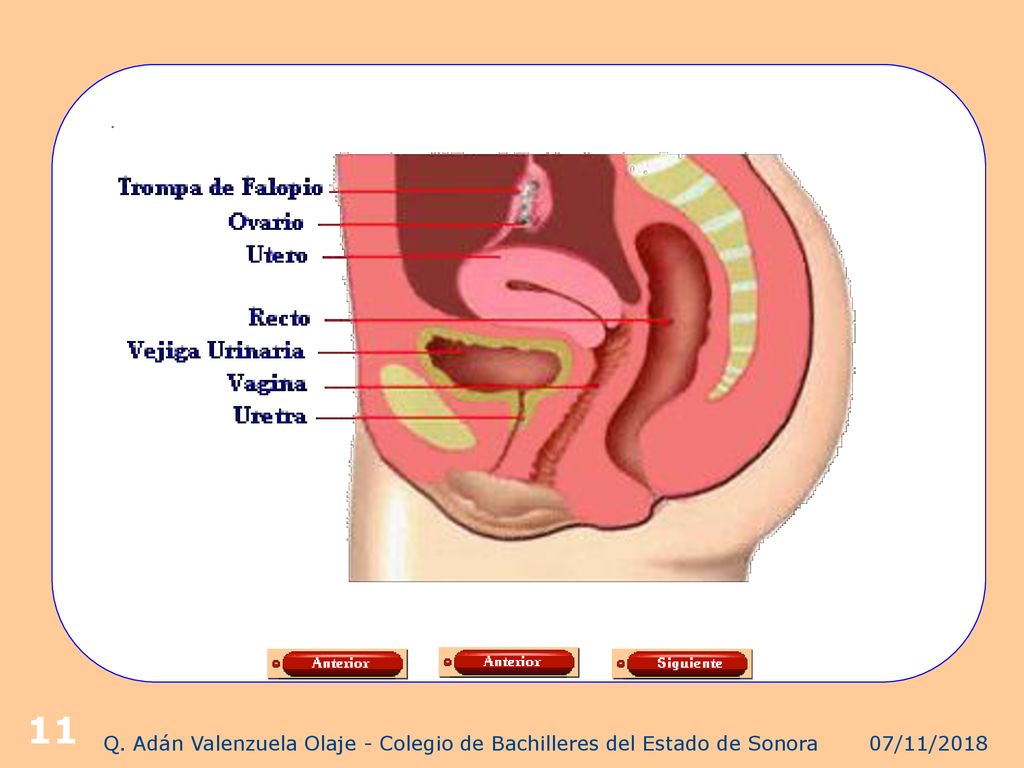 Q. Adán Valenzuela Olaje - Colegio de Bachilleres del Estado de Sonora