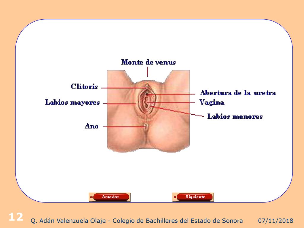 Q. Adán Valenzuela Olaje - Colegio de Bachilleres del Estado de Sonora