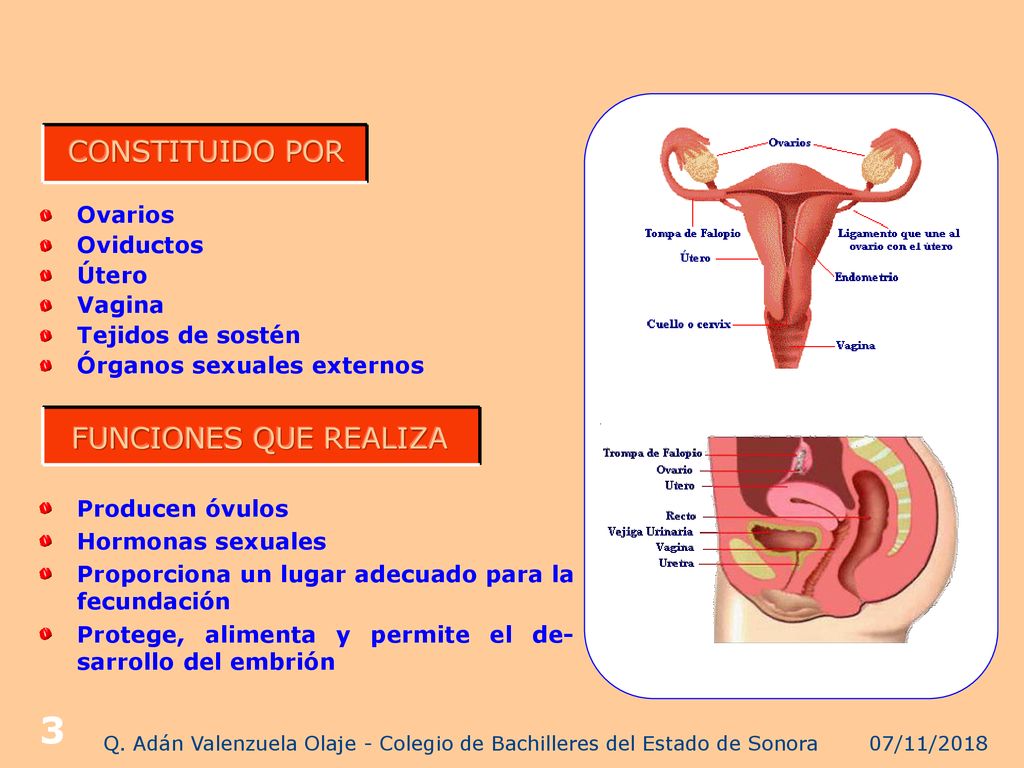 Q. Adán Valenzuela Olaje - Colegio de Bachilleres del Estado de Sonora