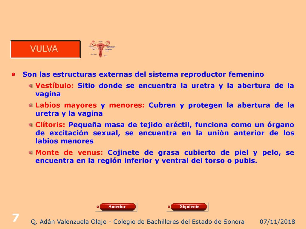 Q. Adán Valenzuela Olaje - Colegio de Bachilleres del Estado de Sonora