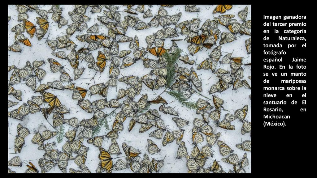 Imagen ganadora del tercer premio en la categoría de Naturaleza, tomada por el fotógrafo español Jaime Rojo.