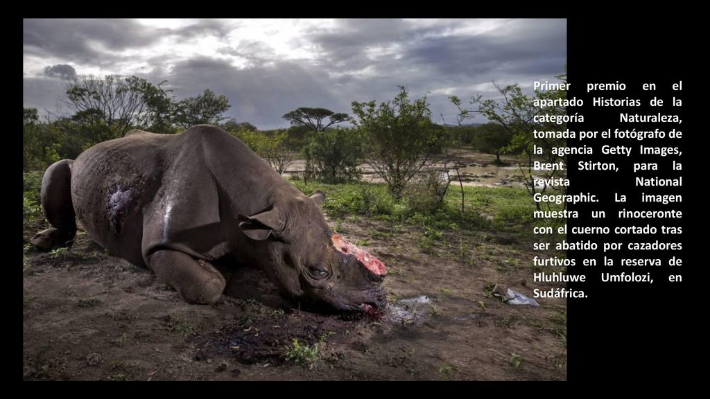Primer premio en el apartado Historias de la categoría Naturaleza, tomada por el fotógrafo de la agencia Getty Images, Brent Stirton, para la revista National Geographic.