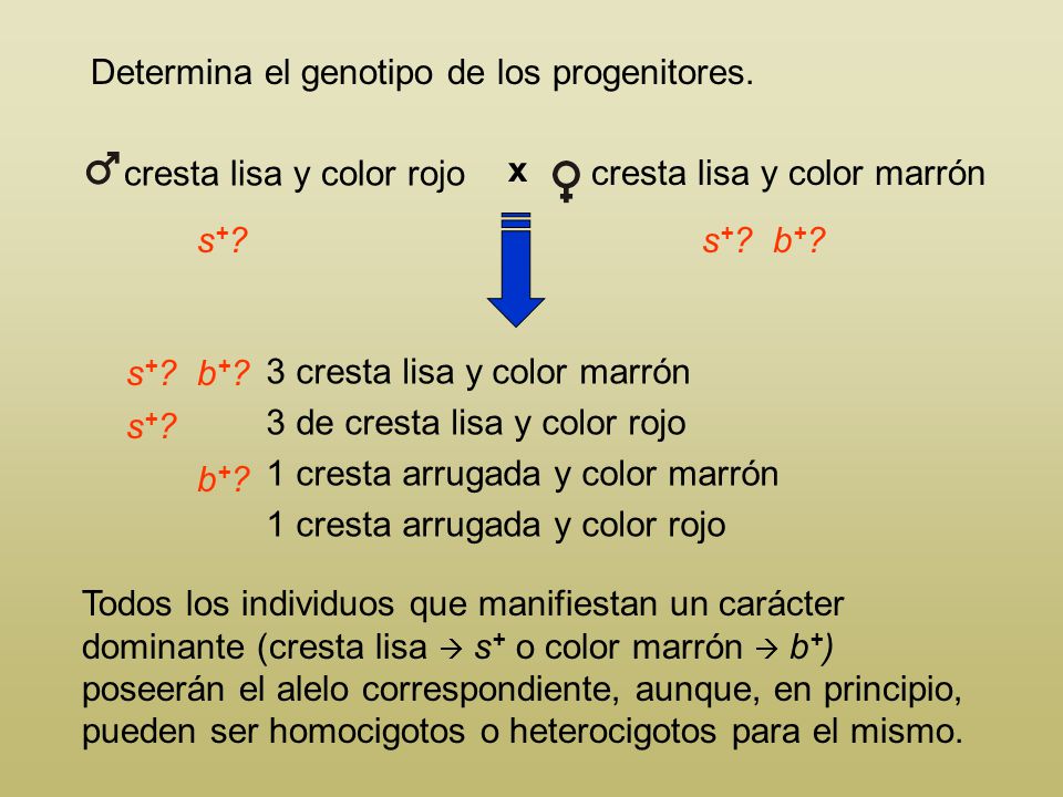 cresta lisa y color rojo