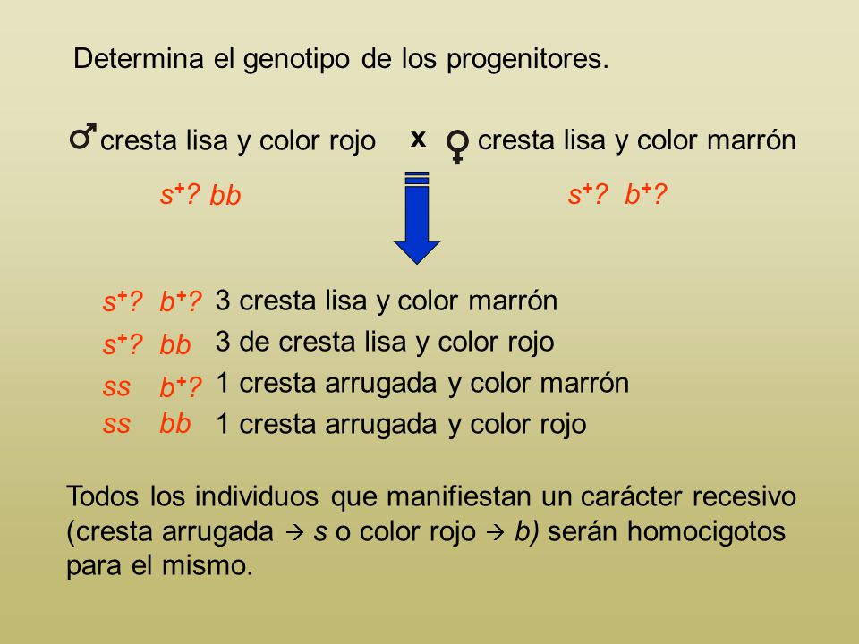 cresta lisa y color rojo