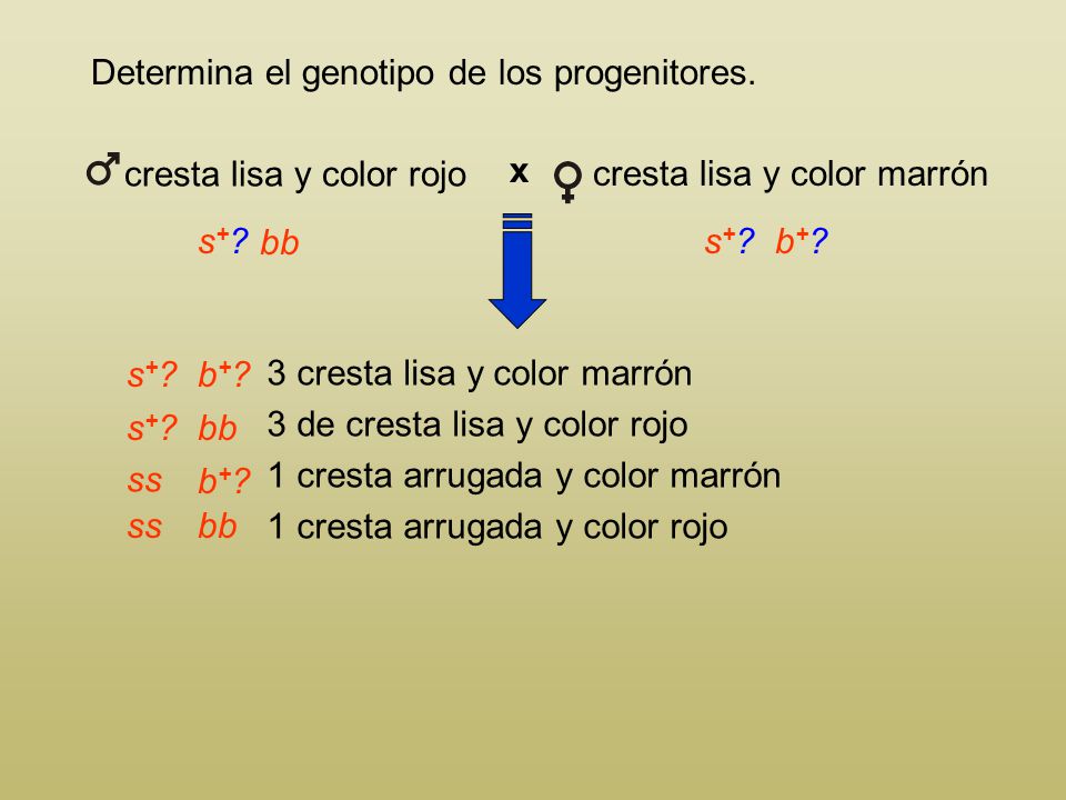 cresta lisa y color rojo