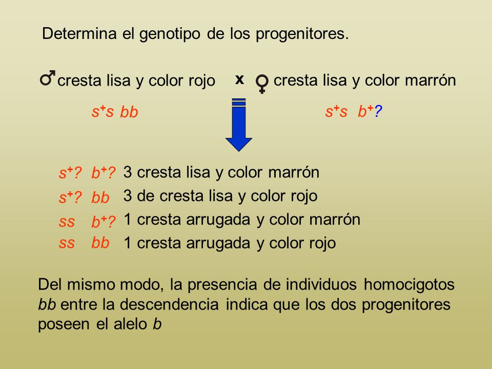 cresta lisa y color rojo