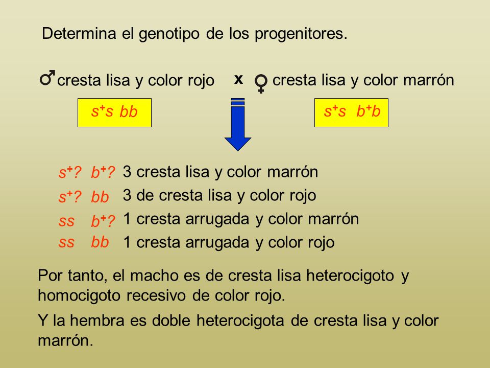 cresta lisa y color rojo
