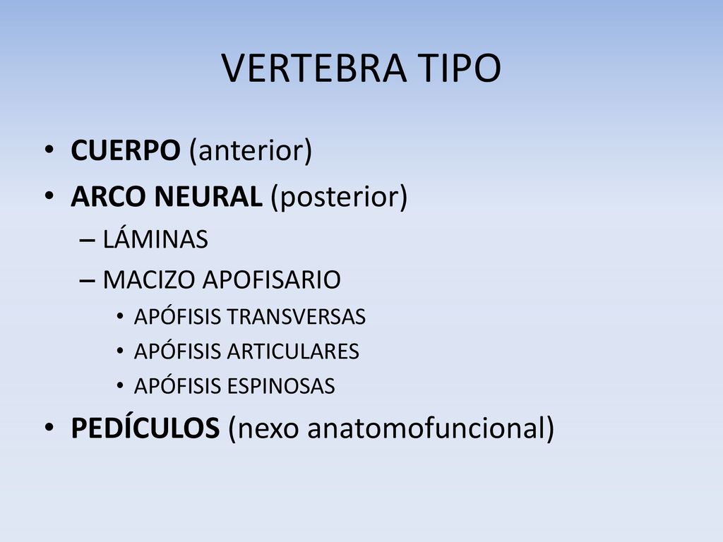 VERTEBRA TIPO CUERPO (anterior) ARCO NEURAL (posterior)