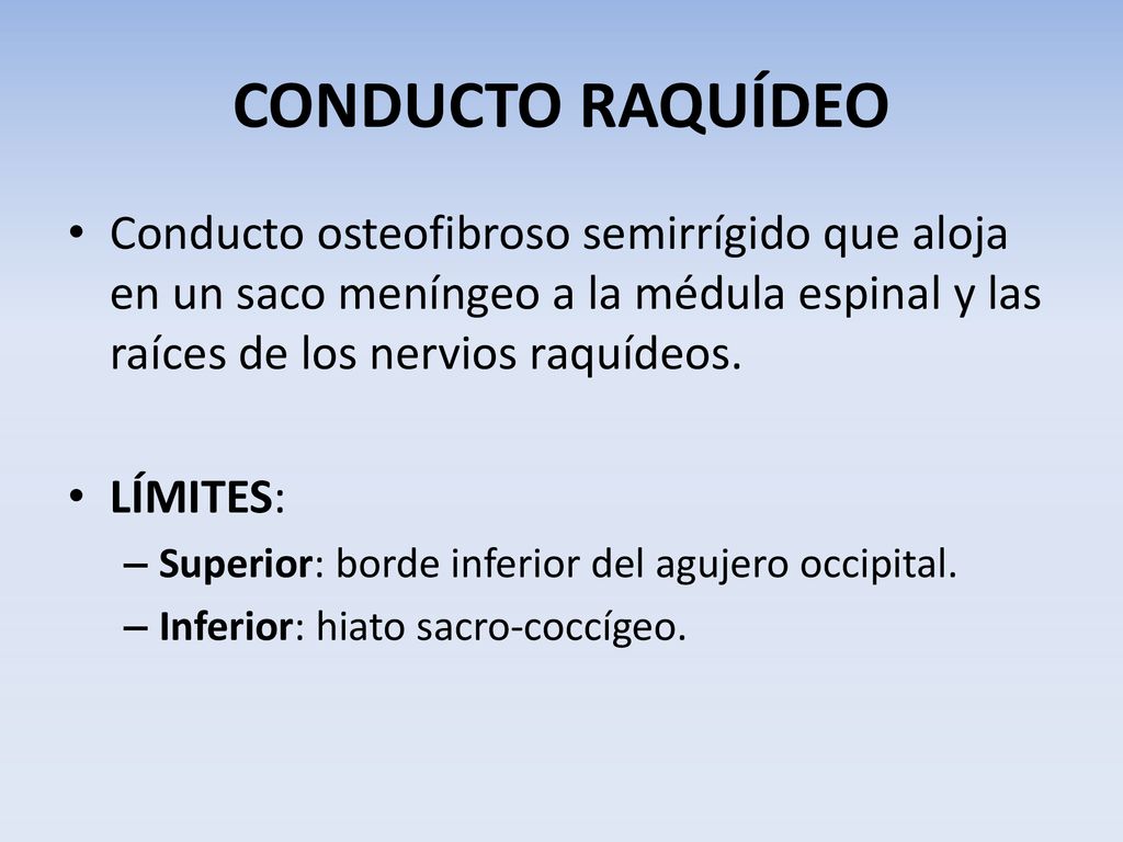 CONDUCTO RAQUÍDEO Conducto osteofibroso semirrígido que aloja en un saco meníngeo a la médula espinal y las raíces de los nervios raquídeos.