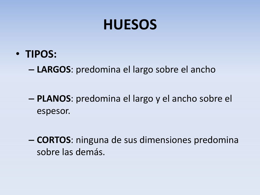 HUESOS TIPOS: LARGOS: predomina el largo sobre el ancho