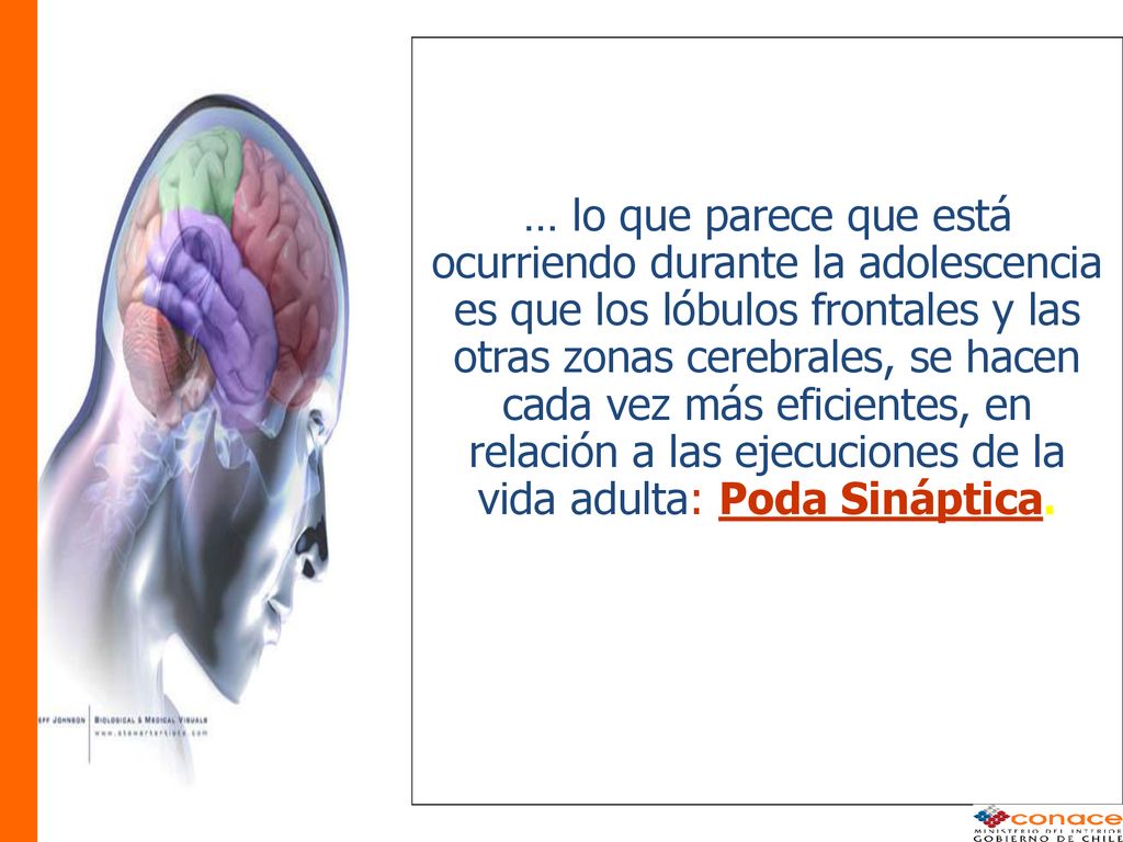 … lo que parece que está ocurriendo durante la adolescencia es que los lóbulos frontales y las otras zonas cerebrales, se hacen cada vez más eficientes, en relación a las ejecuciones de la vida adulta: Poda Sináptica.