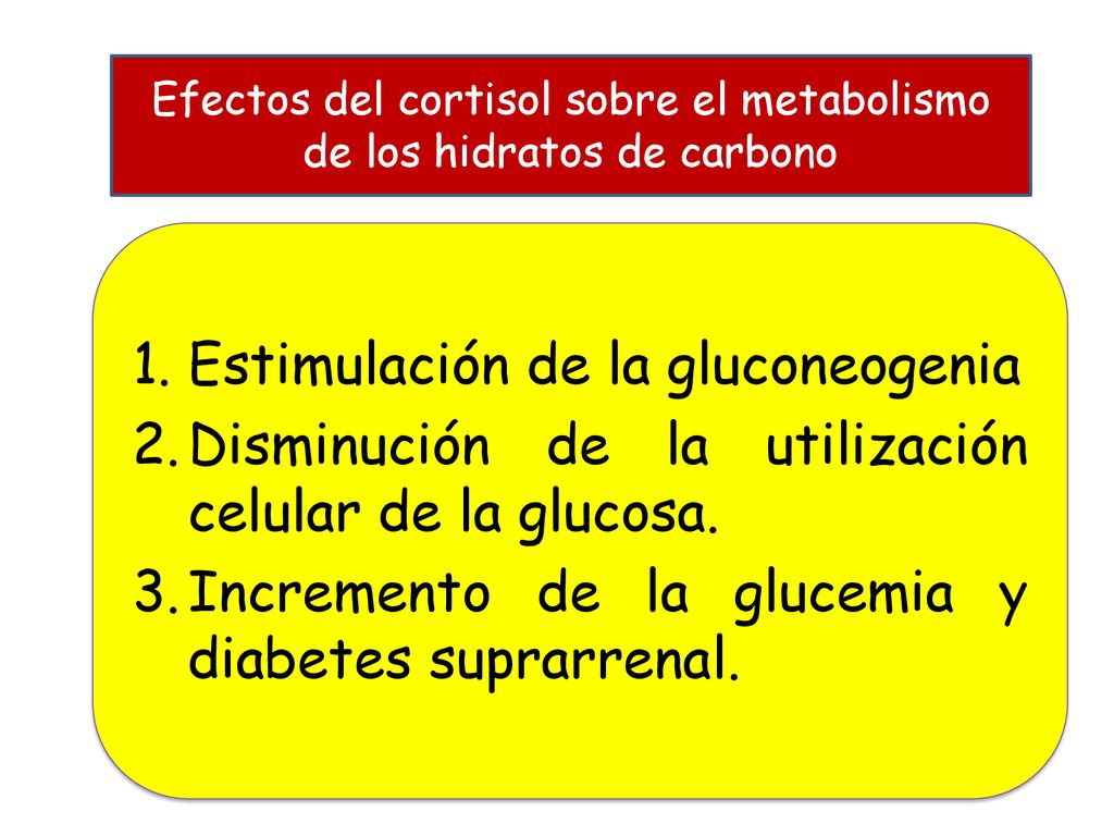 Efectos del cortisol sobre el metabolismo de los hidratos de carbono