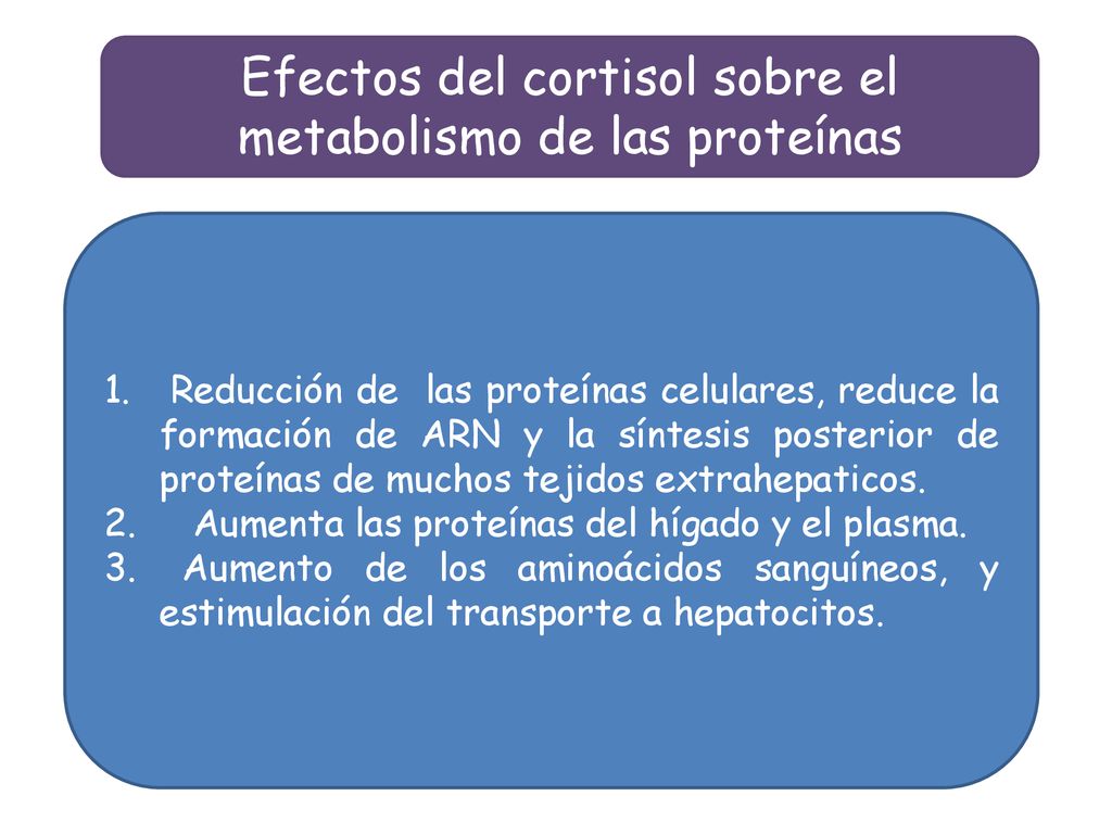Efectos del cortisol sobre el metabolismo de las proteínas