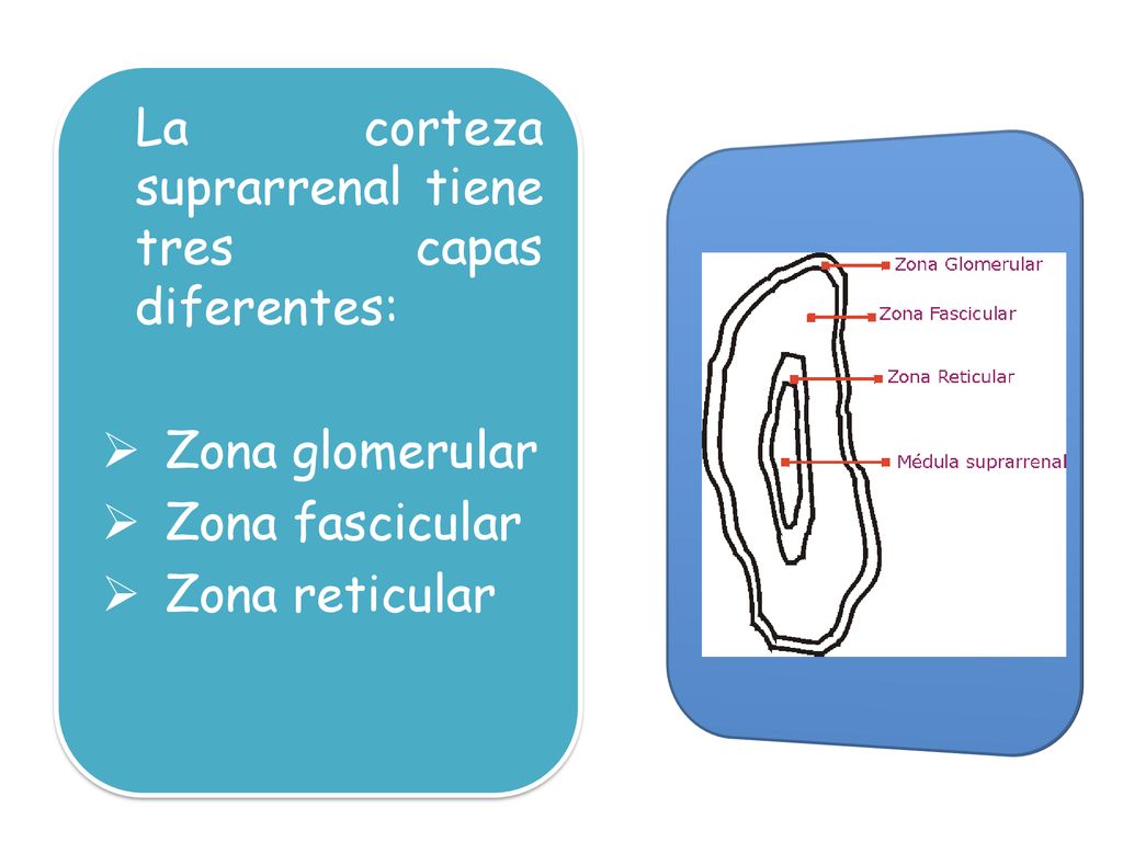 La corteza suprarrenal tiene tres capas diferentes: