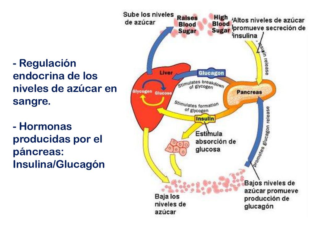 - Regulación endocrina de los niveles de azúcar en sangre.