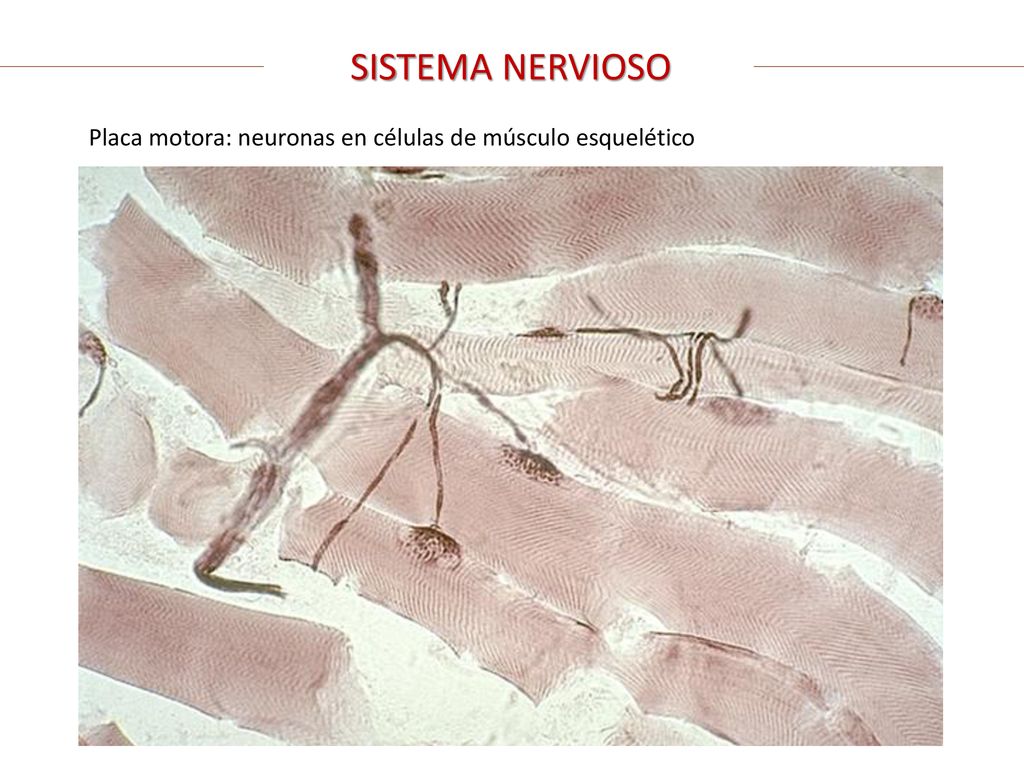 SISTEMA NERVIOSO Placa motora: neuronas en células de músculo esquelético