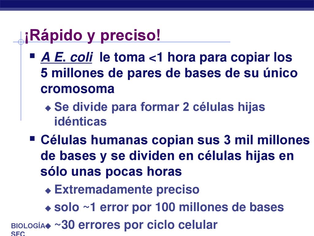 ¡Rápido y preciso! A E. coli le toma <1 hora para copiar los 5 millones de pares de bases de su único cromosoma.