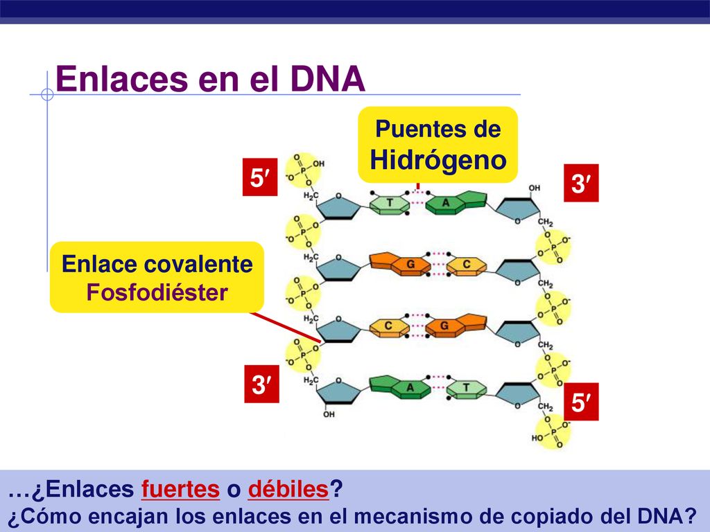 Enlaces en el DNA Hidrógeno 5 3 3 5 Puentes de Enlace covalente