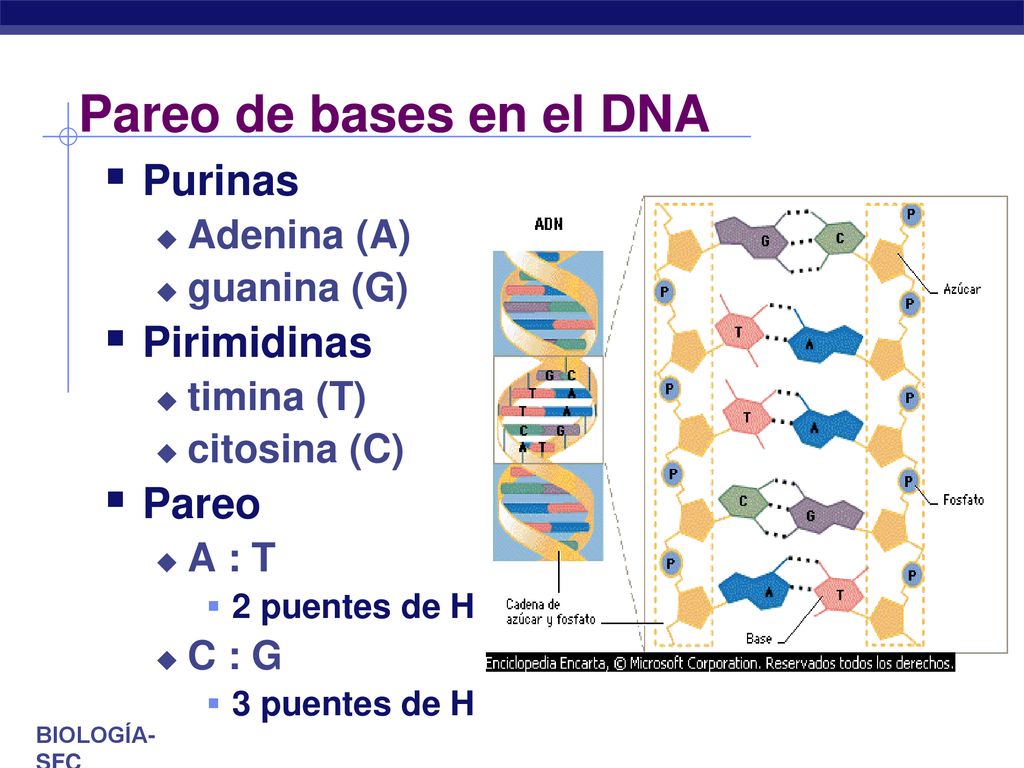 Pareo de bases en el DNA Purinas Pirimidinas Pareo Adenina (A)