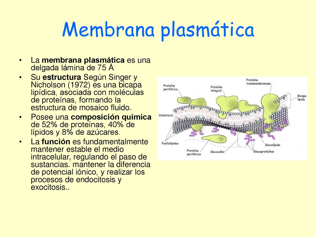 Membrana plasmática La membrana plasmática es una delgada lámina de 75 Å.