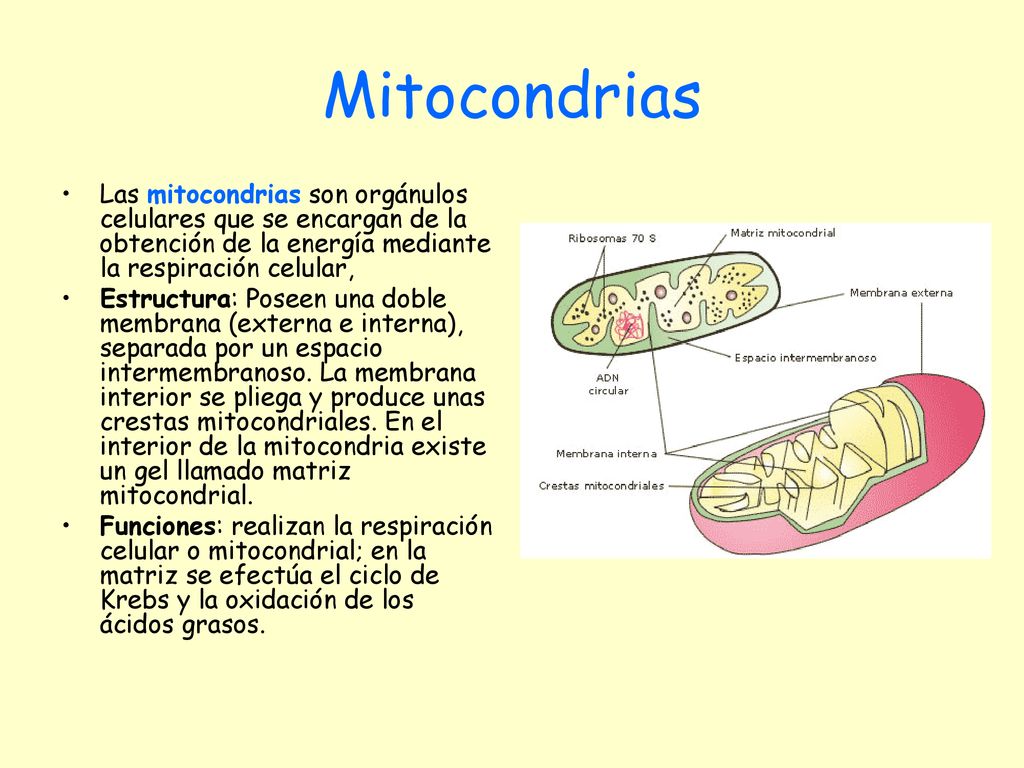 Mitocondrias Las mitocondrias son orgánulos celulares que se encargan de la obtención de la energía mediante la respiración celular,