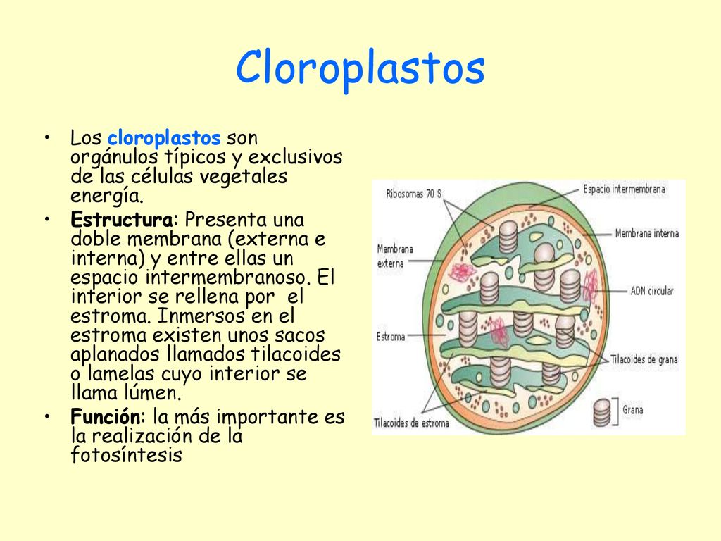 Cloroplastos Los cloroplastos son orgánulos típicos y exclusivos de las células vegetales energía.
