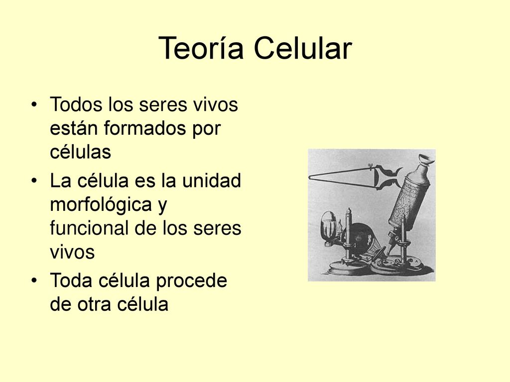 Teoría Celular Todos los seres vivos están formados por células