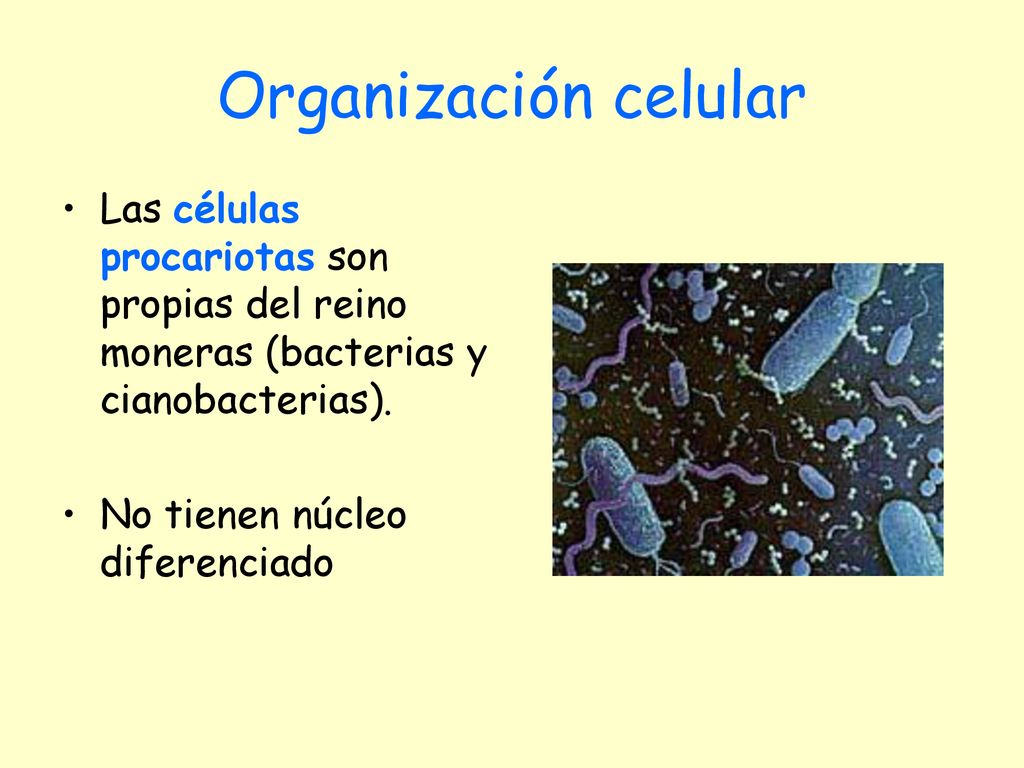 Organización celular Las células procariotas son propias del reino moneras (bacterias y cianobacterias).