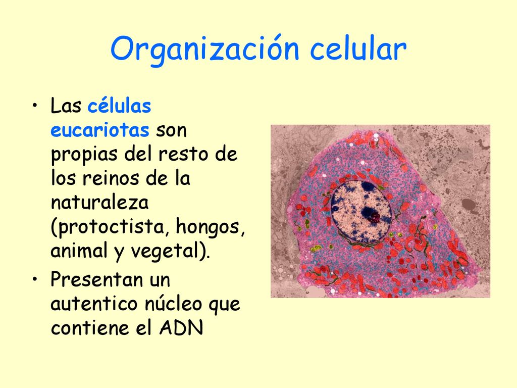 Organización celular Las células eucariotas son propias del resto de los reinos de la naturaleza (protoctista, hongos, animal y vegetal).