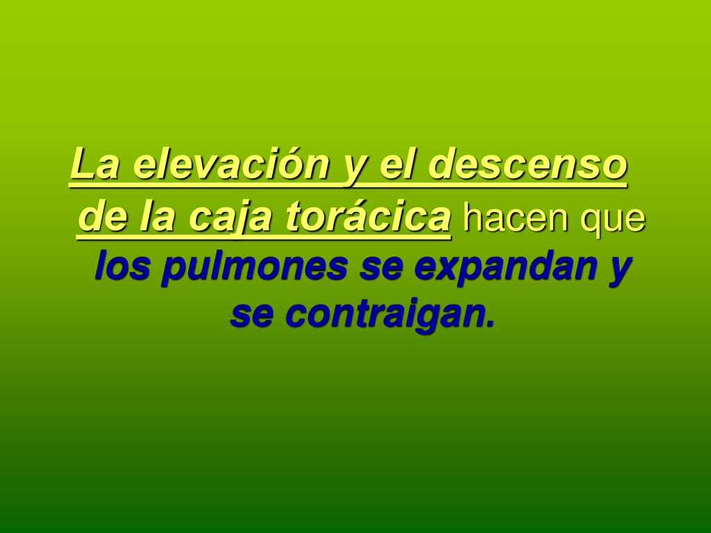 La elevación y el descenso de la caja torácica hacen que los pulmones se expandan y se contraigan.