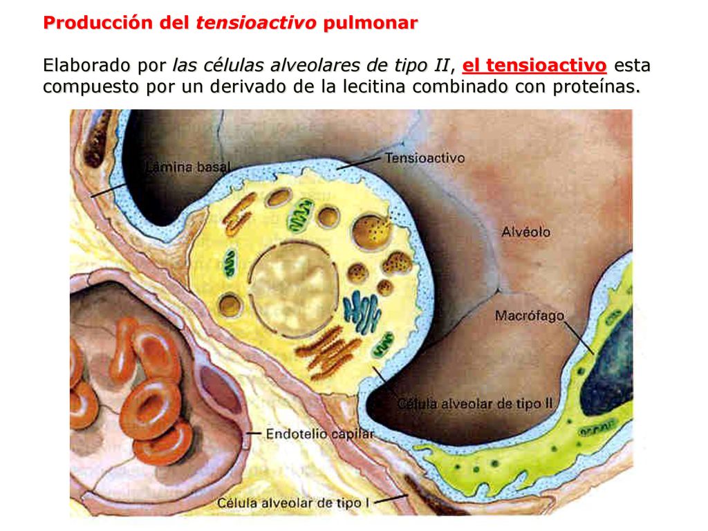 Producción del tensioactivo pulmonar Elaborado por las células alveolares de tipo II, el tensioactivo esta compuesto por un derivado de la lecitina combinado con proteínas.