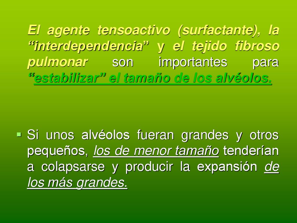 El agente tensoactivo (surfactante), la interdependencia y el tejido fibroso pulmonar son importantes para estabilizar el tamaño de los alvéolos.