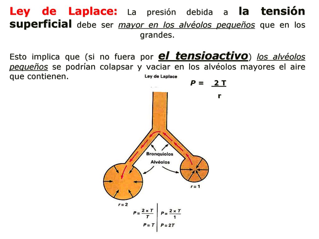 Ley de Laplace: La presión debida a la tensión superficial debe ser mayor en los alvéolos pequeños que en los grandes. Esto implica que (si no fuera por el tensioactivo) los alvéolos pequeños se podrían colapsar y vaciar en los alvéolos mayores el aire que contienen.