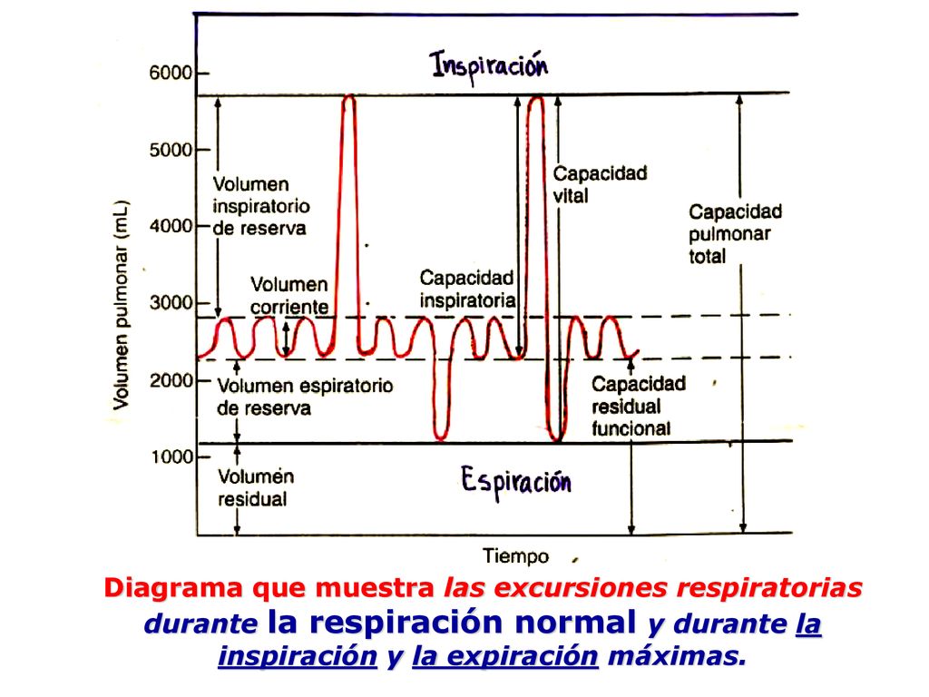 Diagrama que muestra las excursiones respiratorias durante la respiración normal y durante la inspiración y la expiración máximas.