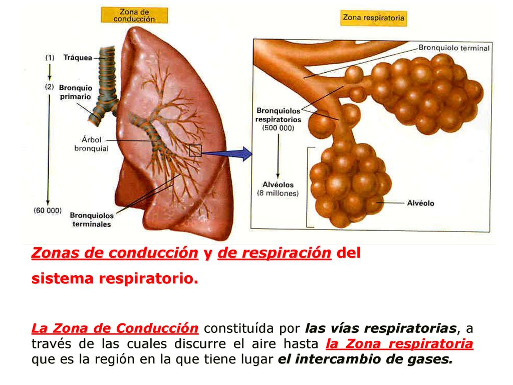 Zonas de conducción y de respiración del sistema respiratorio.