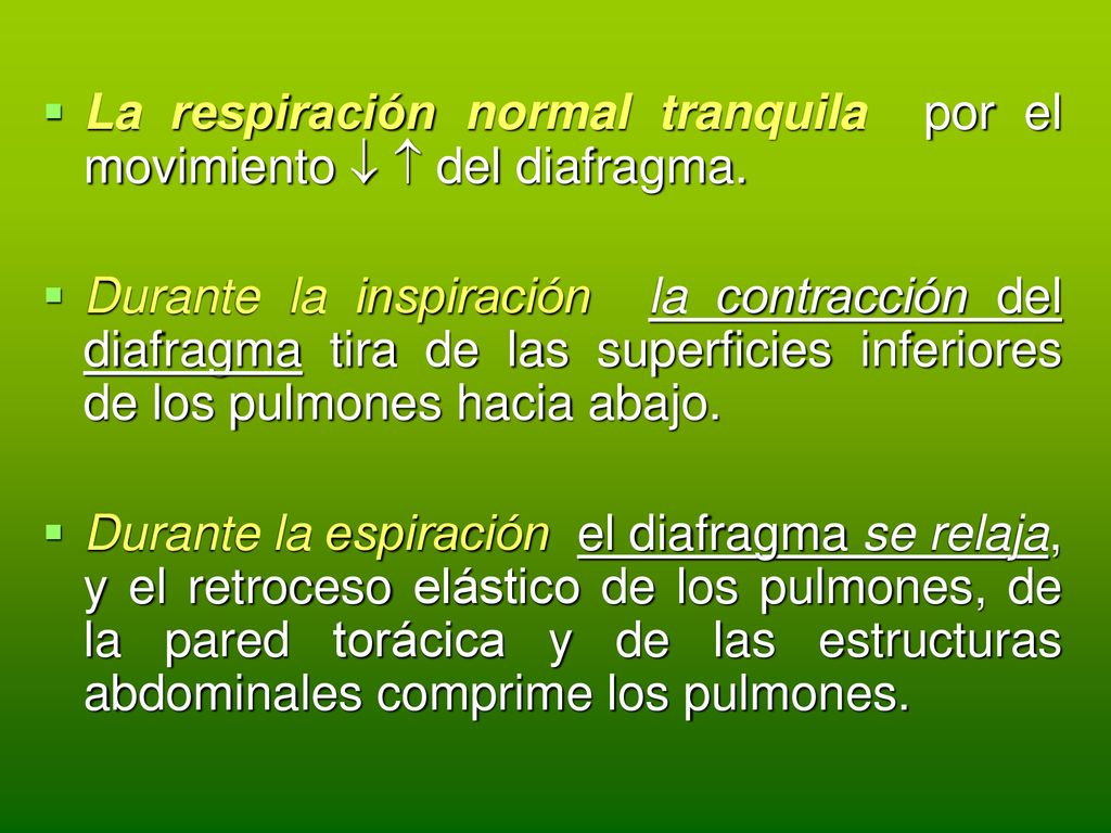 La respiración normal tranquila por el movimiento   del diafragma.