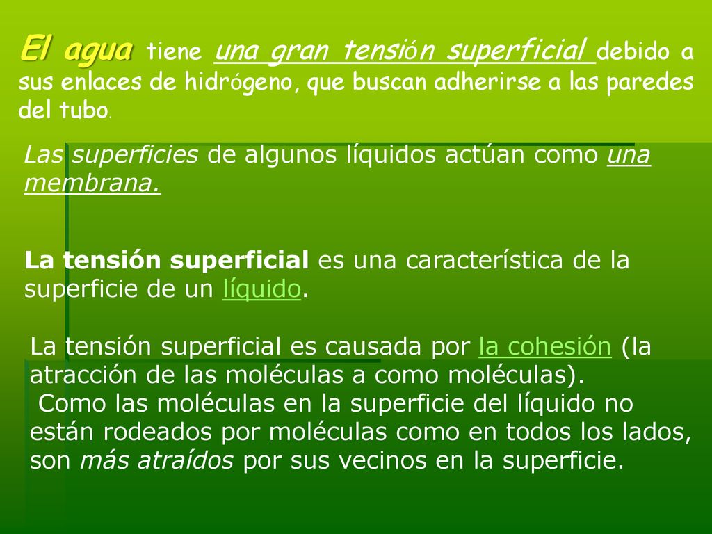 El agua tiene una gran tensión superficial debido a sus enlaces de hidrógeno, que buscan adherirse a las paredes del tubo.