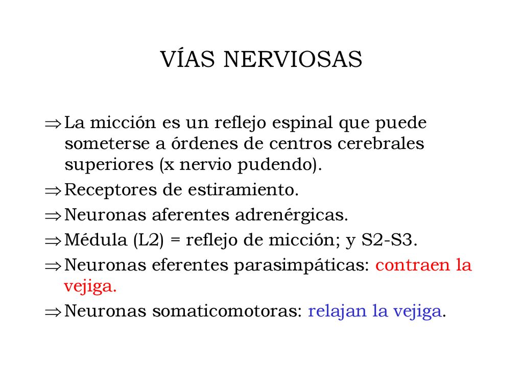 VÍAS NERVIOSAS La micción es un reflejo espinal que puede someterse a órdenes de centros cerebrales superiores (x nervio pudendo).