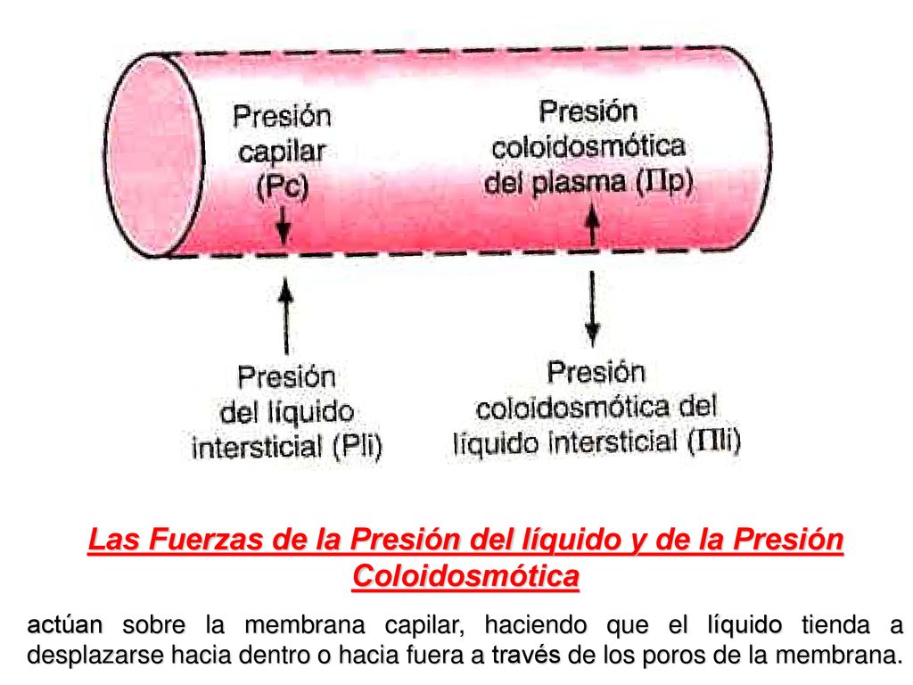 Las Fuerzas de la Presión del líquido y de la Presión Coloidosmótica