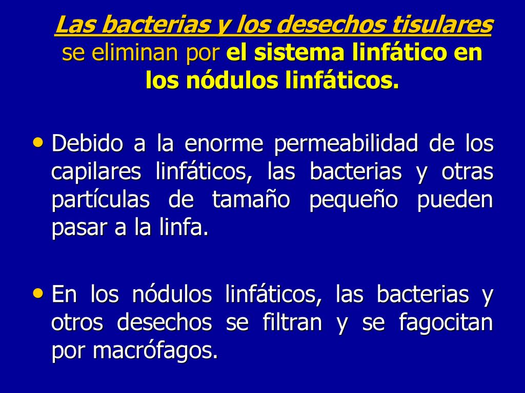 Las bacterias y los desechos tisulares se eliminan por el sistema linfático en los nódulos linfáticos.