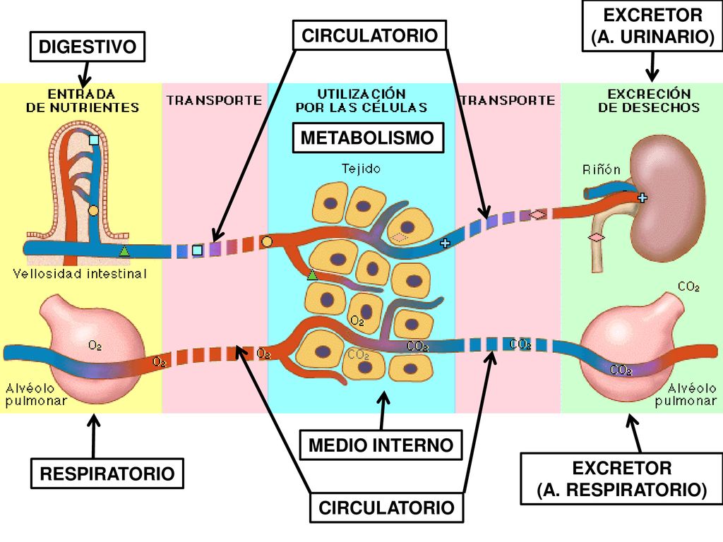 EXCRETOR (A. URINARIO) CIRCULATORIO. DIGESTIVO. METABOLISMO. MEDIO INTERNO. EXCRETOR. (A. RESPIRATORIO)