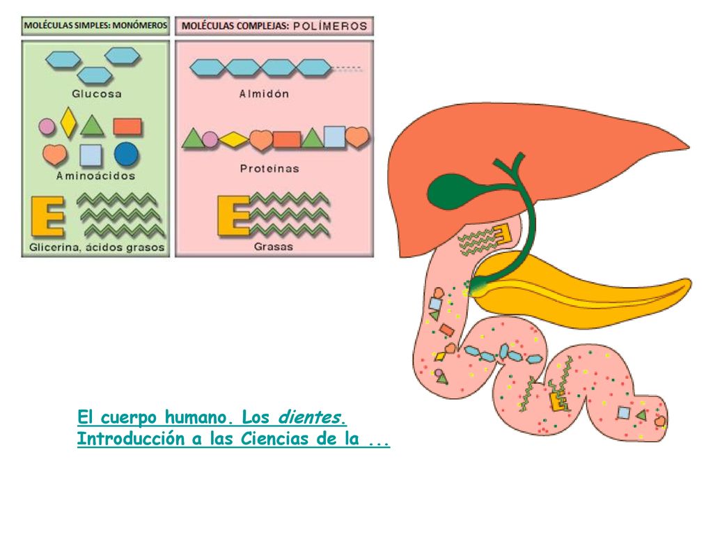 El cuerpo humano. Los dientes. Introducción a las Ciencias de la ...